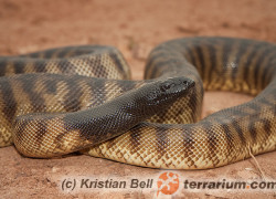 Aspidites melanocephalus – pyton czarnogłowy