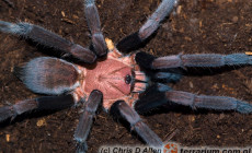 Selenocosmia dichromata – ptasznik