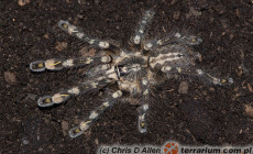 Poecilotheria bara – ptasznik