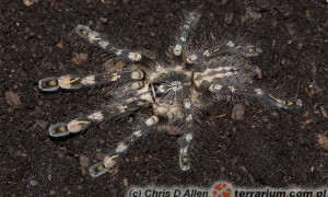 Poecilotheria bara