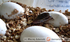 Varanus tristis orientalis – raport rozmnożeniowy