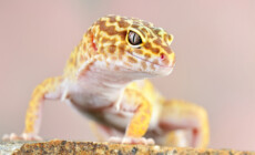 Jaszczurki – podstawy hodowli