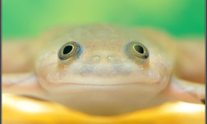 Xenopus spp.