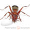 Formica spp. – mrówki