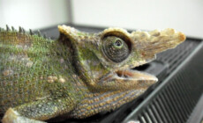 Kameleony – problemy zdrowotne
