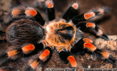 Brachypelma spp. – ptasznik