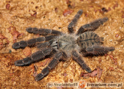Cyriopagopus sp. „Sulawesi black”