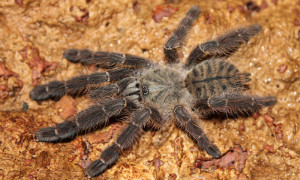 Cyriopagopus sp. „Sulawesi black”