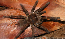 Theraphosa stirmi – ptasznik