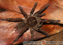 Theraphosa stirmi – ptasznik