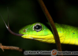 Cyclophiops major – wąż dżdżownicożer