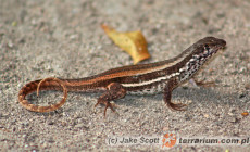 Leiocephalus personatus – tropidur maskowy, legwanik pustynny*, legwan haitański**