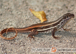 Leiocephalus personatus – tropidur maskowy, legwanik pustynny*, legwan haitański**