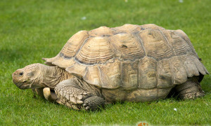 Centrochelys sulcata – żółw pustynny