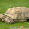 Centrochelys sulcata – żółw pustynny
