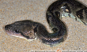 Acrantophis sp. – boa madagaskarskie