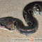 Acrantophis sp. – boa madagaskarskie