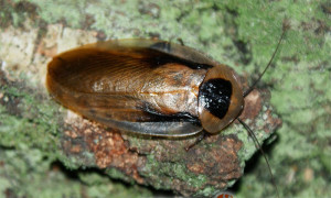 Blaberus discoidalis