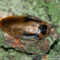 Blaberus discoidalis
