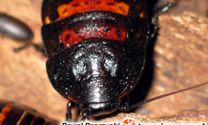 Gromphadorhina portentosa – karaczan madagaskarski