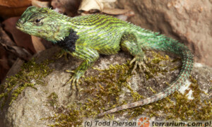 Sceloporus malachiticus – legwan malachitowy*