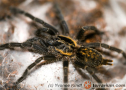 Heterothele sp. 'villosella’ – ptasznik