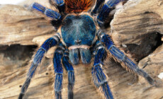 Chromatopelma spp. – ptaszniki