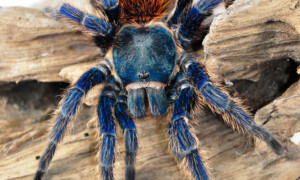 Chromatopelma spp.