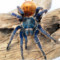 Chromatopelma spp. – ptaszniki