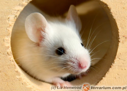 Mus musculus – mysz domowa – dziedziczenie odmian barwnych (ras)