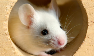 Mus musculus – mysz domowa – dziedziczenie odmian barwnych (ras)