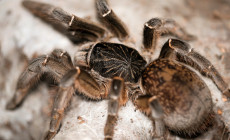 Ceratogyrus meridionalis – ptasznik