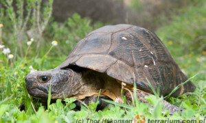 Testudo marginata – żółw obrzeżony