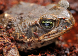 Bufo marinus – ropucha aga