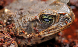 Bufo marinus – ropucha aga