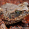 Bufo marinus – ropucha aga