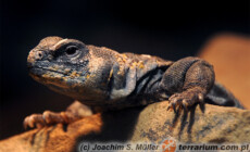 Uromastyx ocellata – biczogon oczkowany