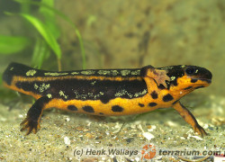 Cynops ensicauda – traszka riukiańska