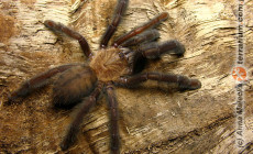Lampropelma nigerrimum