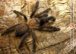 Lampropelma nigerrimum