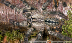 Poecilotheria vittata – ptasznik