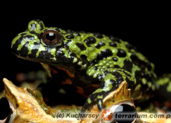 Bombina orientalis – kumak dalekowschodni