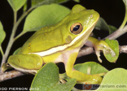 Hyla cinerea – rzekotka zielona