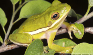 Hyla cinerea – rzekotka zielona