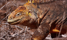 Conolophus subcristatus – legwan galapagoski