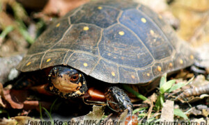 Clemmys guttata – żółw cętkowany