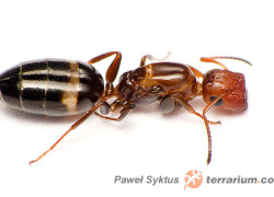 Camponotus truncatus