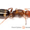 Camponotus truncatus