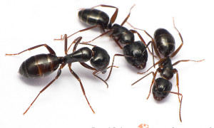 Camponotus spp.