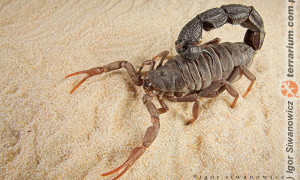 Ukąszenie skorpiona